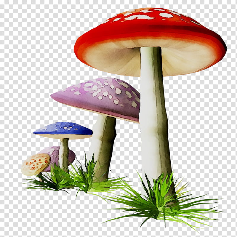 Mushroom, Edible Mushroom, Agaricaceae, Terrestrial Plant, Agaricomycetes, Fungus, Bolete, Grass transparent background PNG clipart