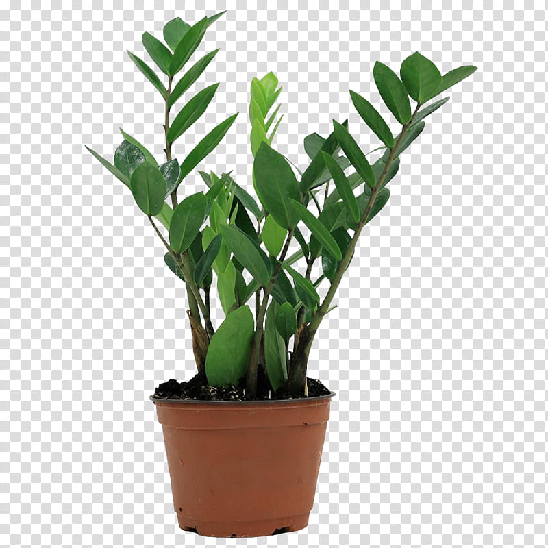 , green plant on pot transparent background PNG clipart
