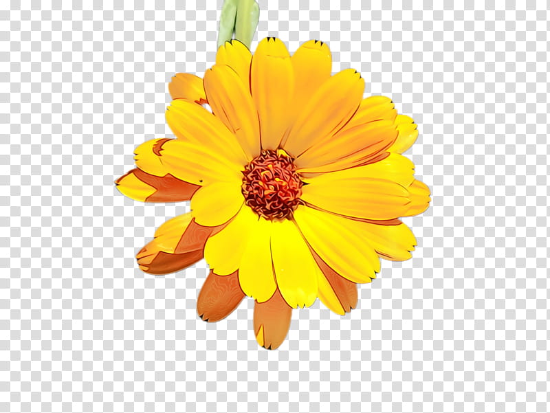 Flowers, Marigold, Blossom, Bloom, Flora, Chrysanthemum, Sulfur Cosmos, Garden Cosmos transparent background PNG clipart