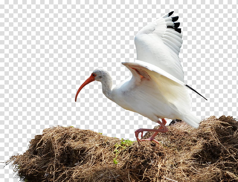 White Bird Flight from Nest , white and black stork bird transparent background PNG clipart