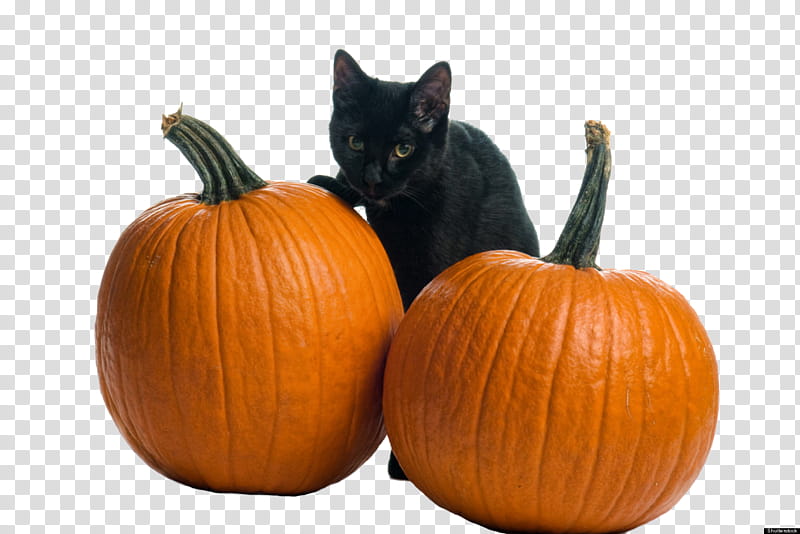 Cartoon Cat, Black Cat, Jackolantern, Pumpkin, Calabaza, Winter Squash, Cucurbita, Orange transparent background PNG clipart