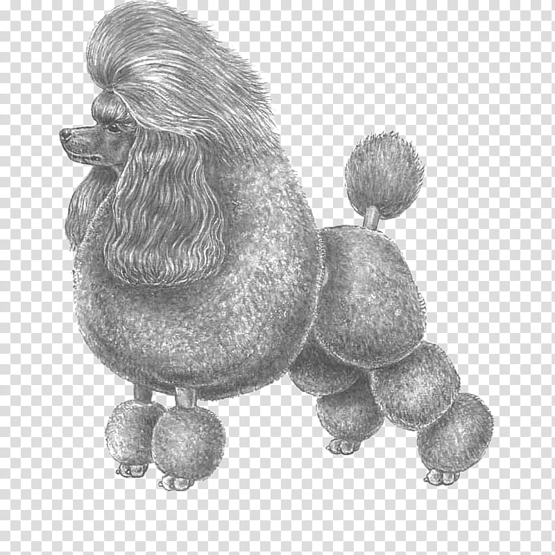 Dog Drawing, Standard Poodle, Miniature Poodle, Puppy, Toy Poodle, Companion Dog, Breed, Race transparent background PNG clipart