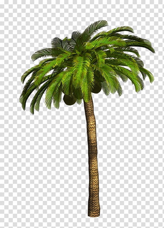 Palm Tree Leaf, Veitchia, Tropics, Coconut, Archontophoenix Cunninghamiana, Dypsis Madagascariensis, Palm Trees, Plant transparent background PNG clipart