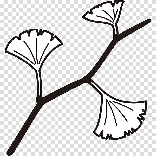 Black And White Flower, Maidenhair Tree, Plants, Line Art, Walking, Kimono, Outdoor Recreation, Microsoft PowerPoint transparent background PNG clipart