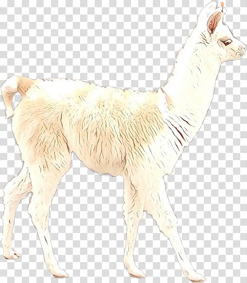 Llama, Alpaca, Guanaco, Fur, Animal, Camelid, Live, Wildlife transparent background PNG clipart