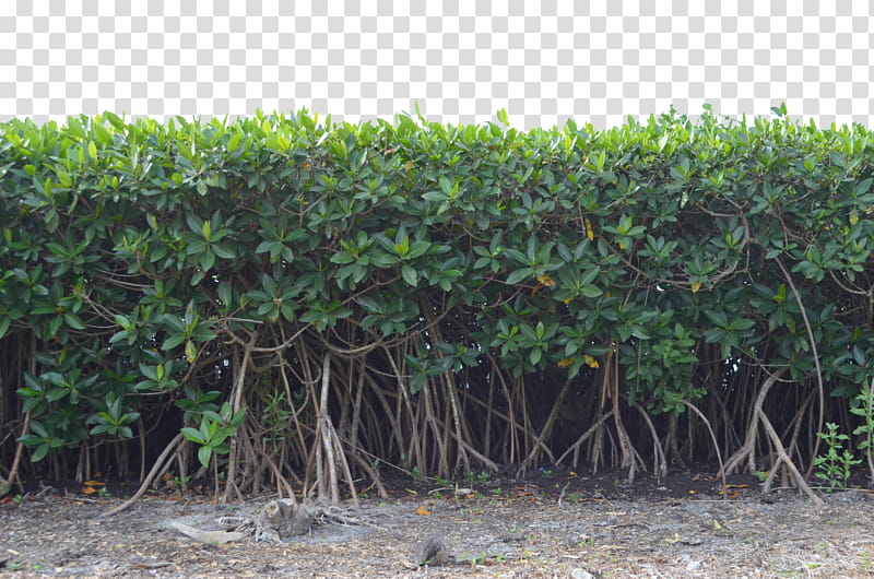 Row of Mangrove Tree Bushs , green mangrooves transparent background PNG clipart