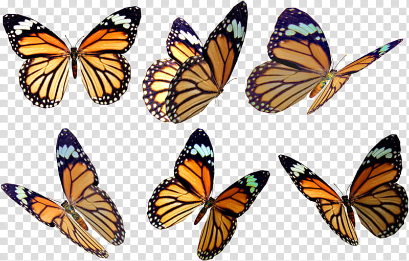 Monarch Butterfly Drawing, Insect, Lepidoptera, Tiger Milkweed Butterflies, Moths And Butterflies, Cynthia Subgenus, Brushfooted Butterfly, Viceroy Butterfly transparent background PNG clipart