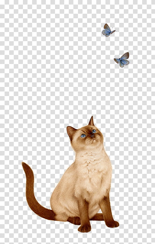 , calico cat and two butterflies art transparent background PNG clipart