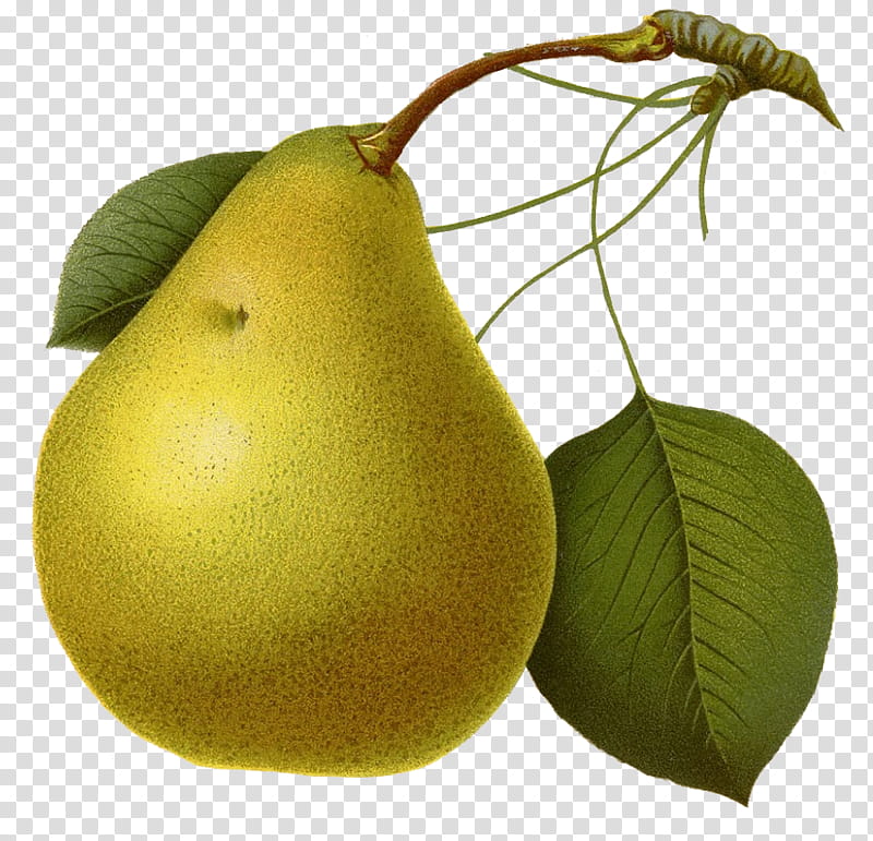 Pears transparent background PNG clipart