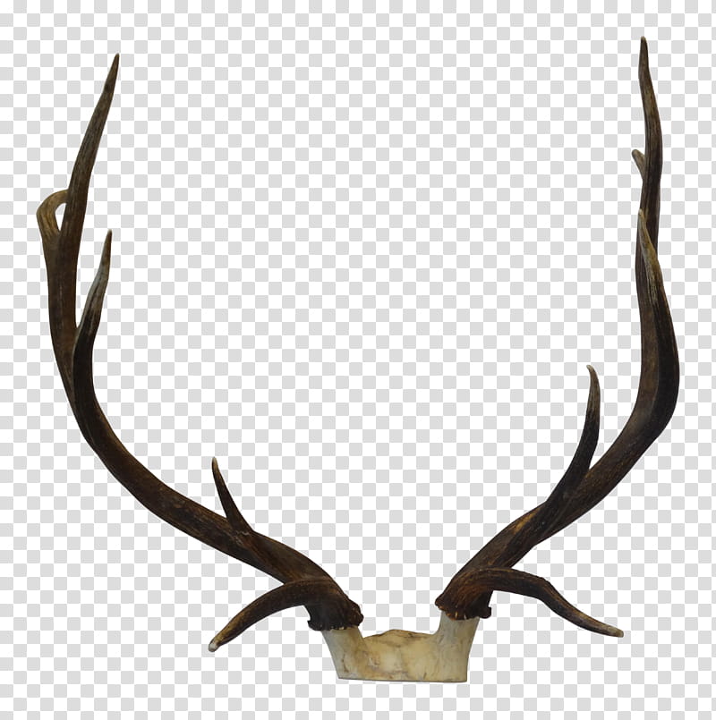 Trophy, Elk, Trophy Hunting, Antler, Horn, Deer, Material transparent background PNG clipart