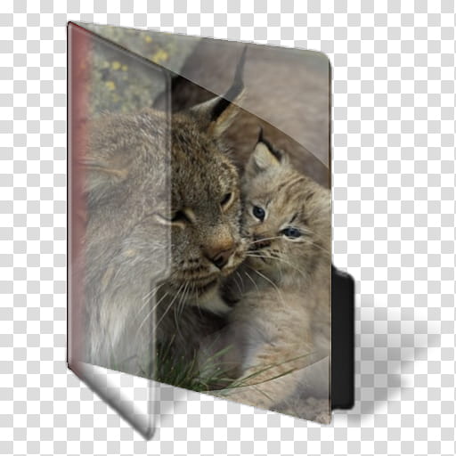 Big Cats Pride Folder, Folder  transparent background PNG clipart