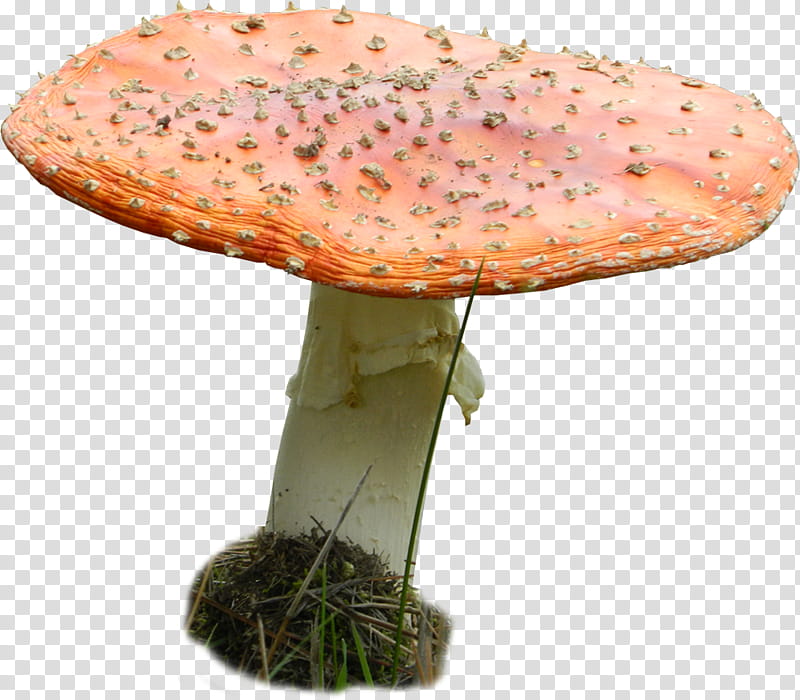 Toadstool b, orange and white fungi transparent background PNG clipart