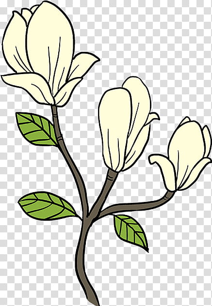 Drawing Of Family, Doodle, Southern Magnolia, Flower, Magnolia Family, Plants, Garden, Pedicel transparent background PNG clipart