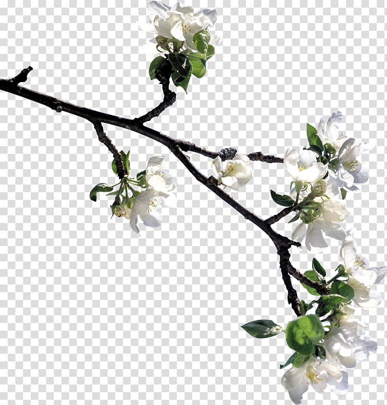 Floral Spring Flowers, Lily, Tree, Plants, Cut Flowers, Floral Design, Branch, Flower Fairies transparent background PNG clipart