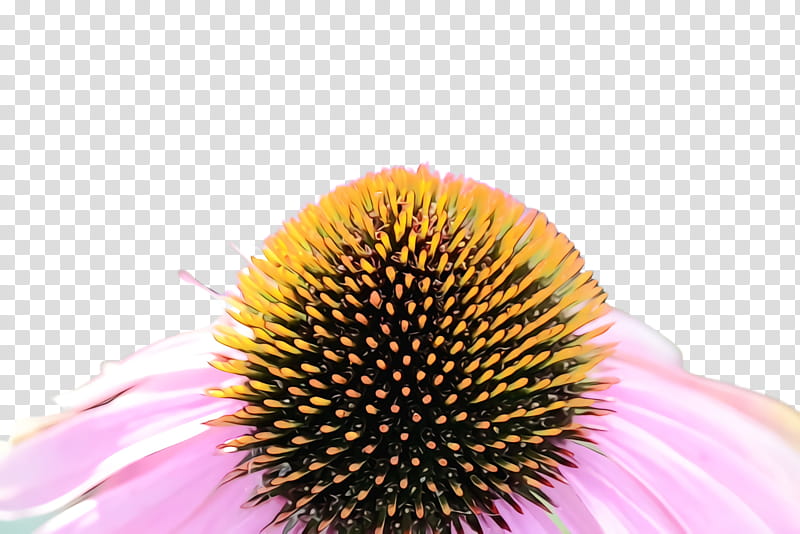 purple coneflower coneflower flower petal plant, Watercolor, Paint, Wet Ink, Yellow, Closeup, Flowering Plant, Pollen transparent background PNG clipart