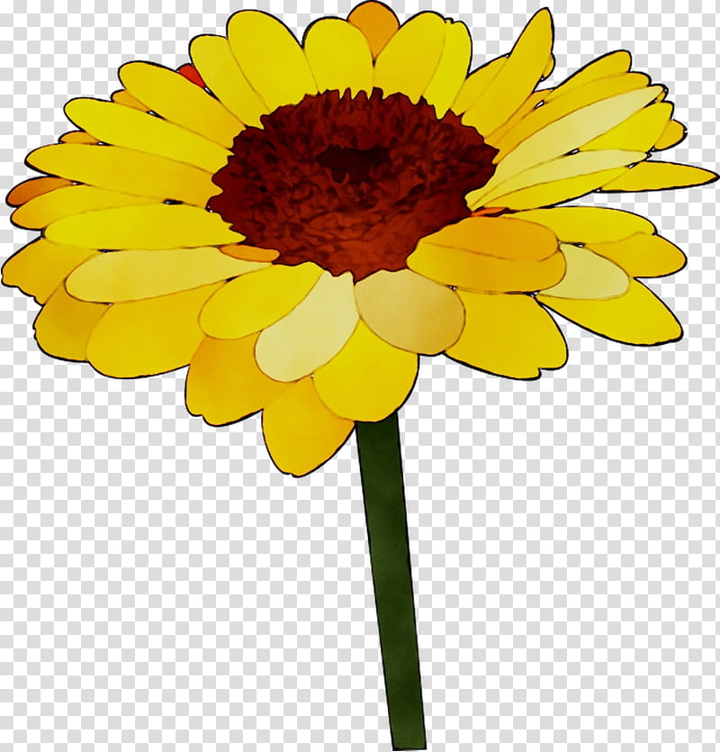 Flower Pot, Chrysanthemum, Oxeye Daisy, Transvaal Daisy, Cut Flowers, Floristry, Pot Marigold, Yellow transparent background PNG clipart