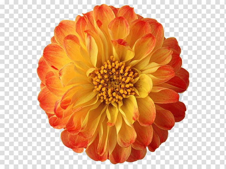 Flowers, Television, Flat Panel Display, Advertising, Liquidcrystal Display, Orange, Yellow, Dahlia transparent background PNG clipart