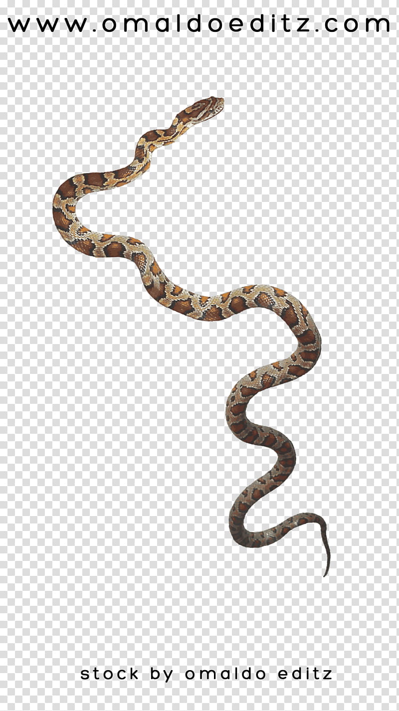 Cobra Snake omaldo editz, brown and white snake transparent background PNG clipart