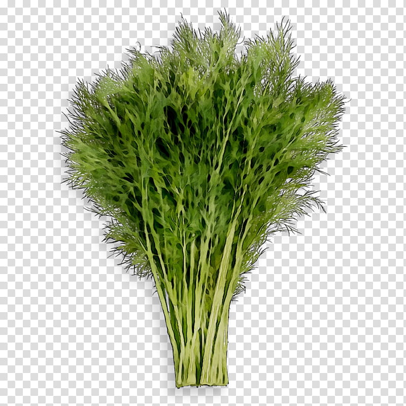 Family Tree, Greens, Fennel, Herb, Commodity, Grasses, Plant, Grass Family transparent background PNG clipart