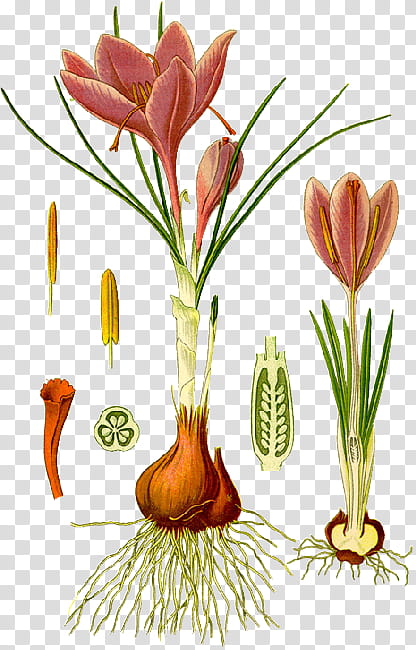 Floral Flower, Autumn Crocus, Saffron, Iris Family, Crocus Vernus, Plants, Silvery Crocus, Stigma transparent background PNG clipart