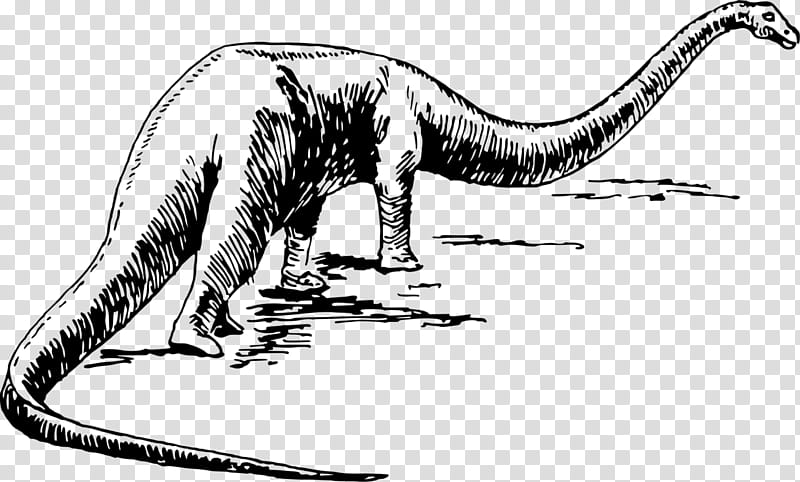 Dinosaur, Brontomerus, Sauropods, Drawing, Apatosaurus, Tyrannosaurus Rex, Diplodocus, Triceratops transparent background PNG clipart