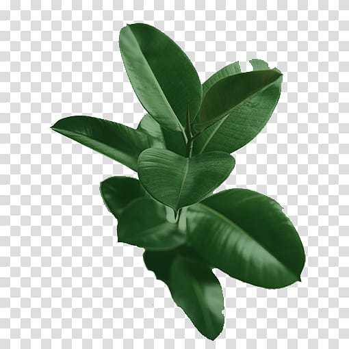 , green leafed rubber plant transparent background PNG clipart