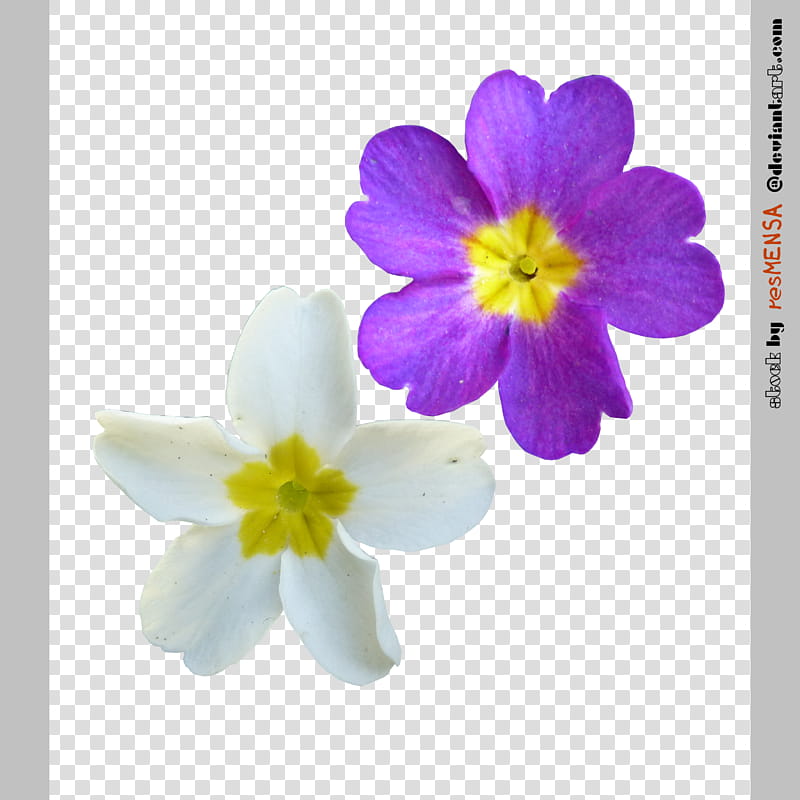 Primula mix , white and purple petaled flower transparent background PNG clipart