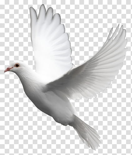 white dove bird transparent background PNG clipart