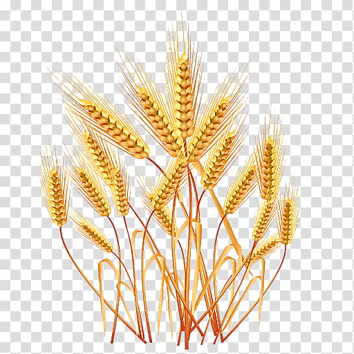 Wheat, Triticale, Food Grain, Plant, Cereal Germ, Grass Family, Khorasan Wheat, Elymus Repens transparent background PNG clipart