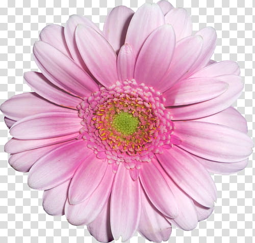 , pink flower macro transparent background PNG clipart
