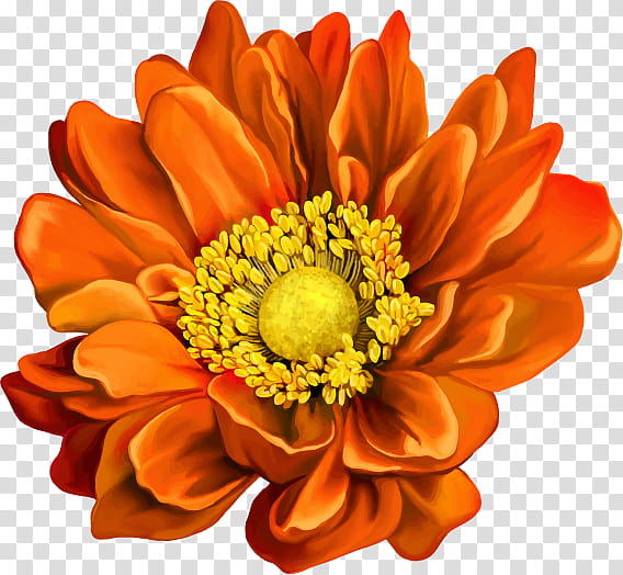 Flowers, Orange, Cut Flowers, Yellow, Gerbera, Petal, Floristry, Daisy Family transparent background PNG clipart