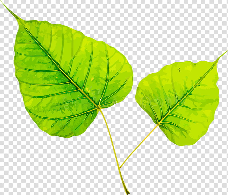Bodhi Leaf Bodhi Day Bodhi, Plant, Green, Flower, Tree, Beech, Twig transparent background PNG clipart