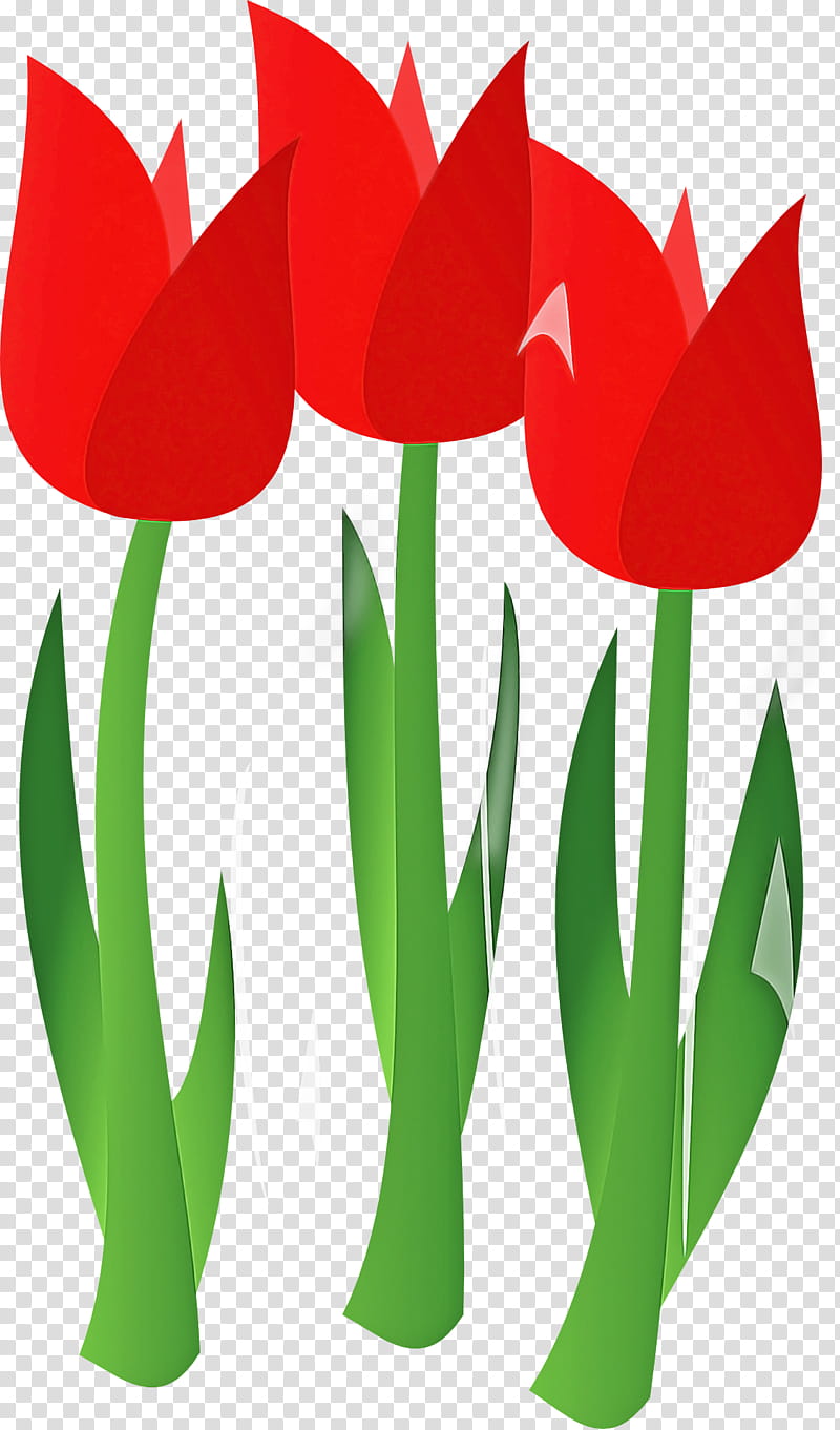 tulip flower plant petal plant stem, Lady Tulip transparent background PNG clipart