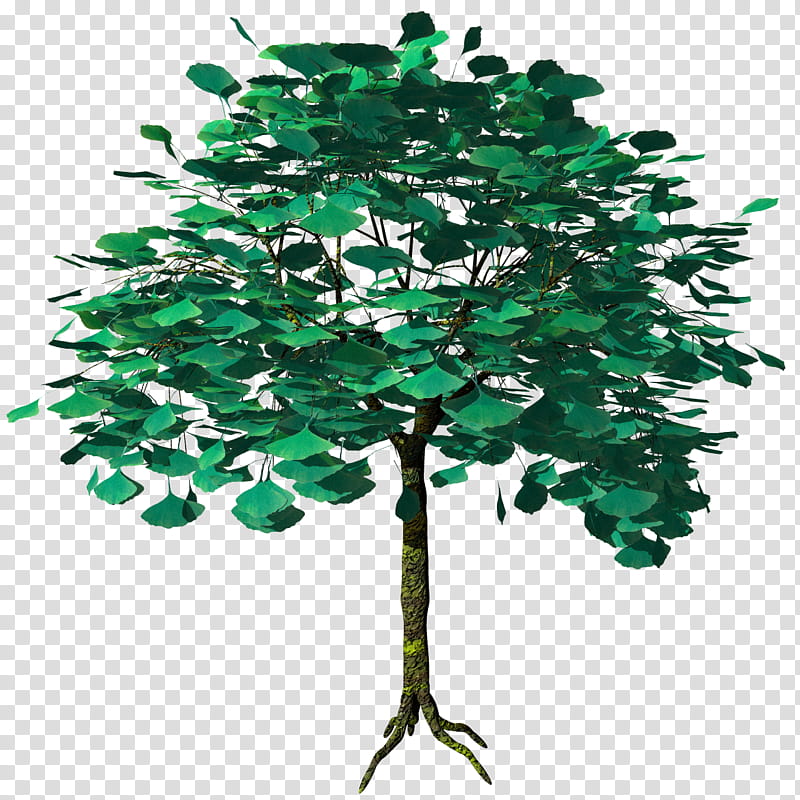 Ichou Ginkgo Biloba TIF, green tree transparent background PNG clipart