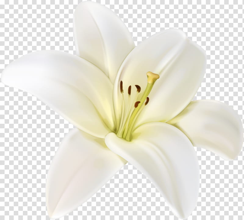 Bouquet Of Flowers Drawing, Easter Lily, Floral Design, Madonna Lily, Flower Bouquet, Arumlily, Tiger Lily, Sacred Lotus transparent background PNG clipart
