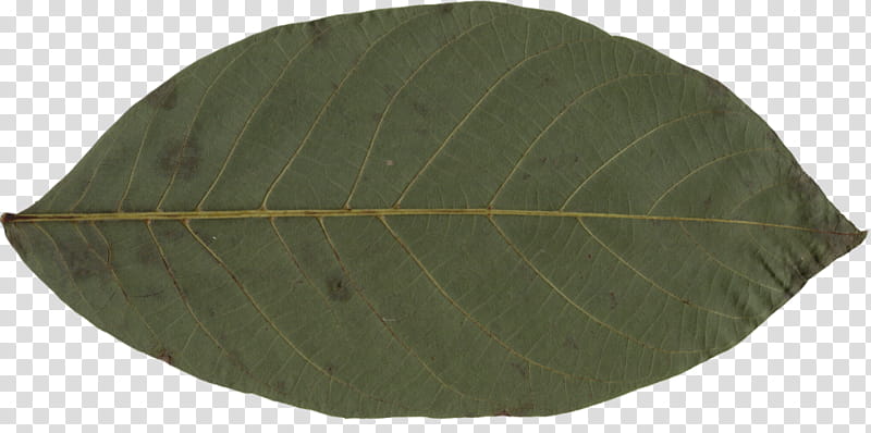 Tree, Leaf, Plant, Bay Leaf, Flower transparent background PNG clipart