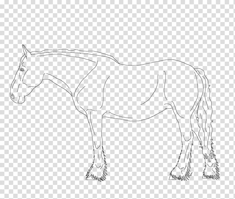 French Arditorigon Draft Mare lines transparent background PNG clipart