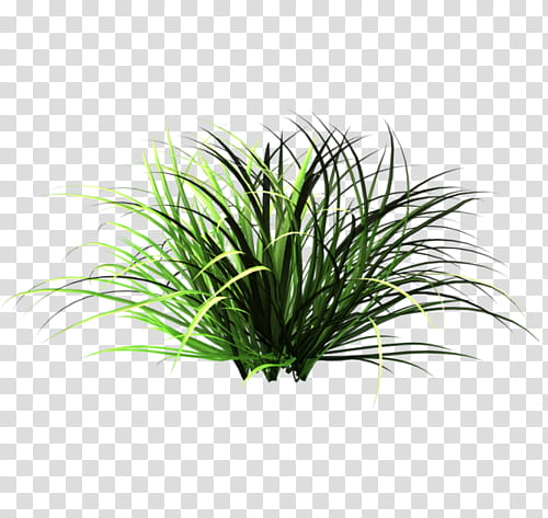 OO WATCHERS, green spider plant sticker transparent background PNG clipart