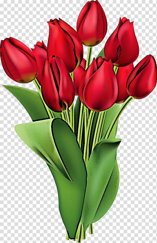 flower cut flowers red tulip petal, Plant, Tulipa Humilis, Bouquet, Plant Stem, Pedicel, Bud, Lily Family transparent background PNG clipart