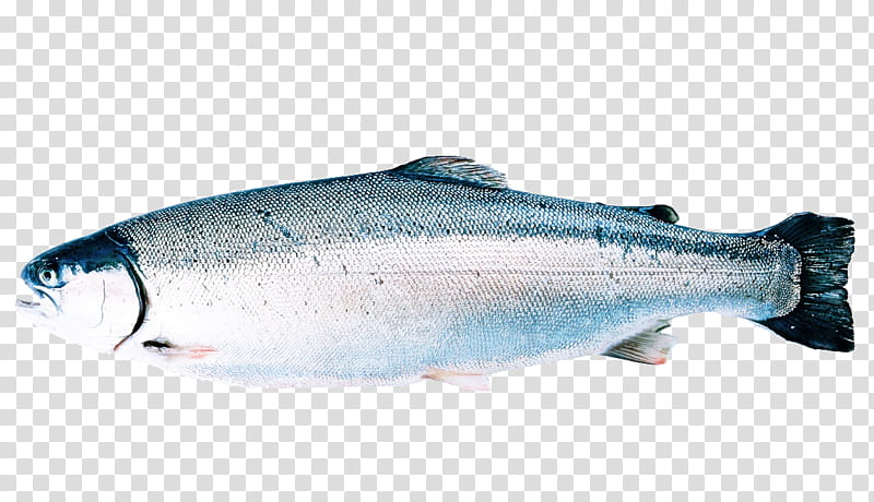 Fish fish salmon oily fish sockeye salmon, Coho, Bonyfish, Rayfinned ...