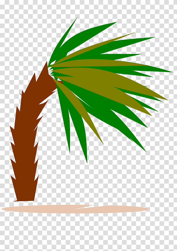 Date Tree Leaf, Palm Trees, Rhynchophorus Ferrugineus, Chamaerops, Trunk, Plants, Trachycarpus, Date Palm transparent background PNG clipart
