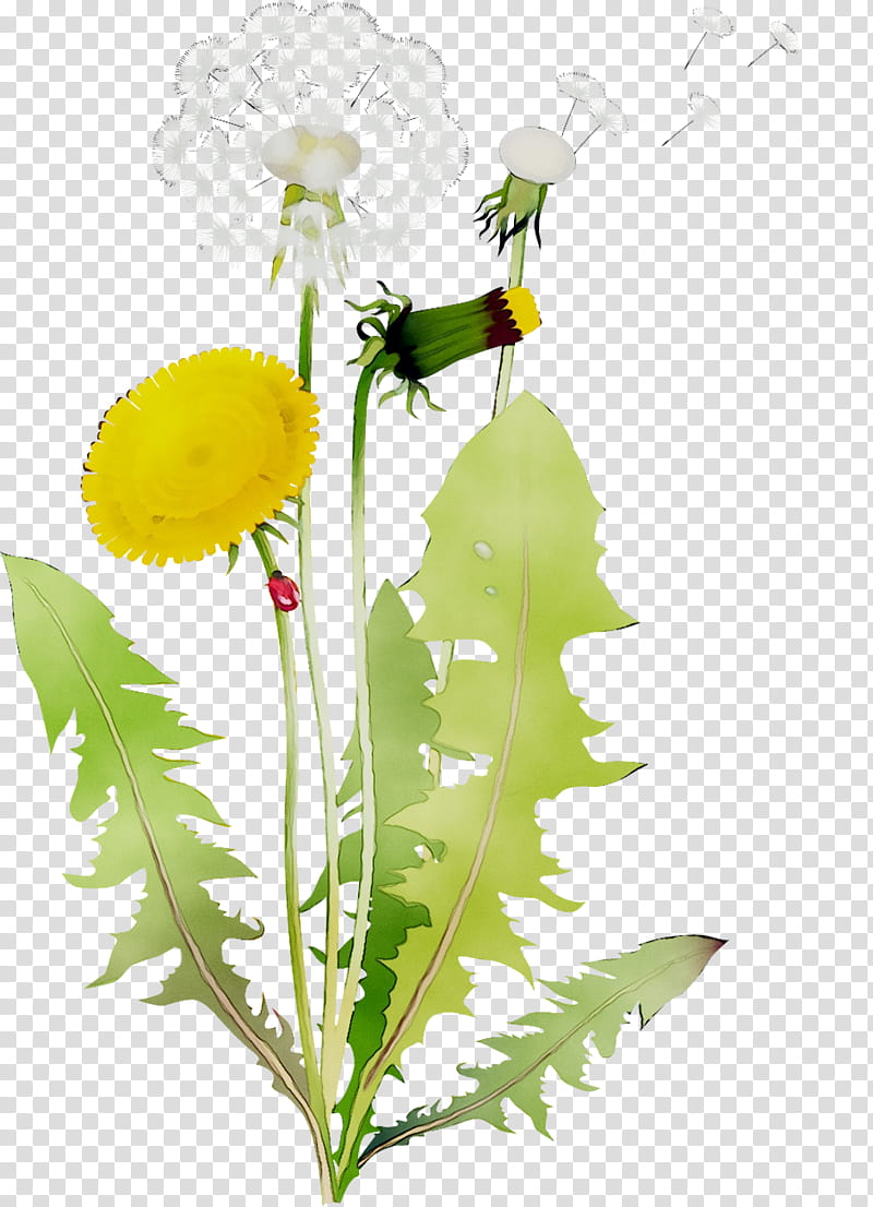 Floral Flower, Dandelion, Floral Design, Oxeye Daisy, Cut Flowers, Yellow, Plant Stem, Petal transparent background PNG clipart