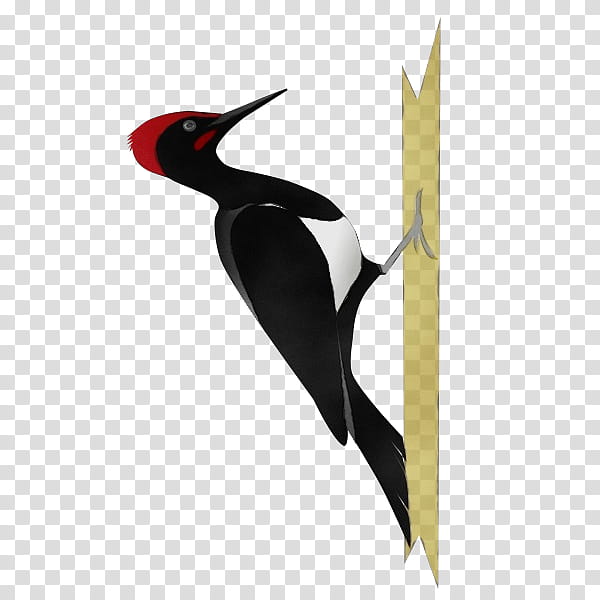 Hummingbird, Watercolor, Paint, Wet Ink, Woodpecker, Pileated Woodpecker, Piciformes, Beak transparent background PNG clipart