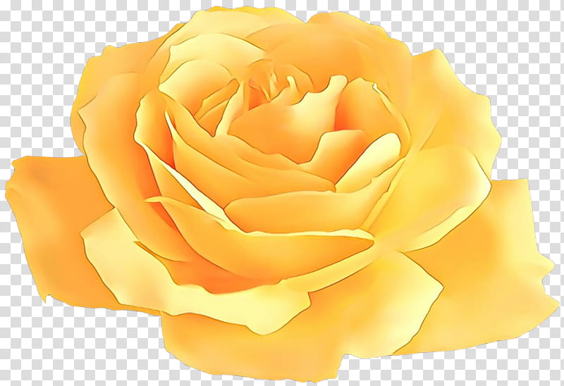 Background Family Day, Cartoon, Garden Roses, Floribunda, Cabbage Rose, Morning, Yellow, Petal transparent background PNG clipart