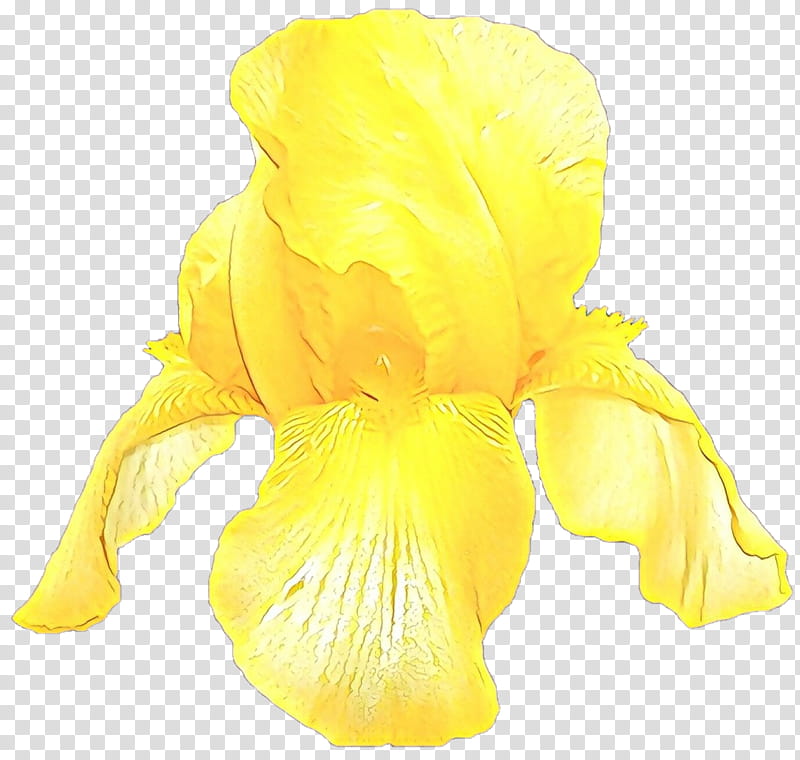 yellow flower petal plant iris, Cartoon, Yellow Iris, Iris Family, Flowering Plant transparent background PNG clipart