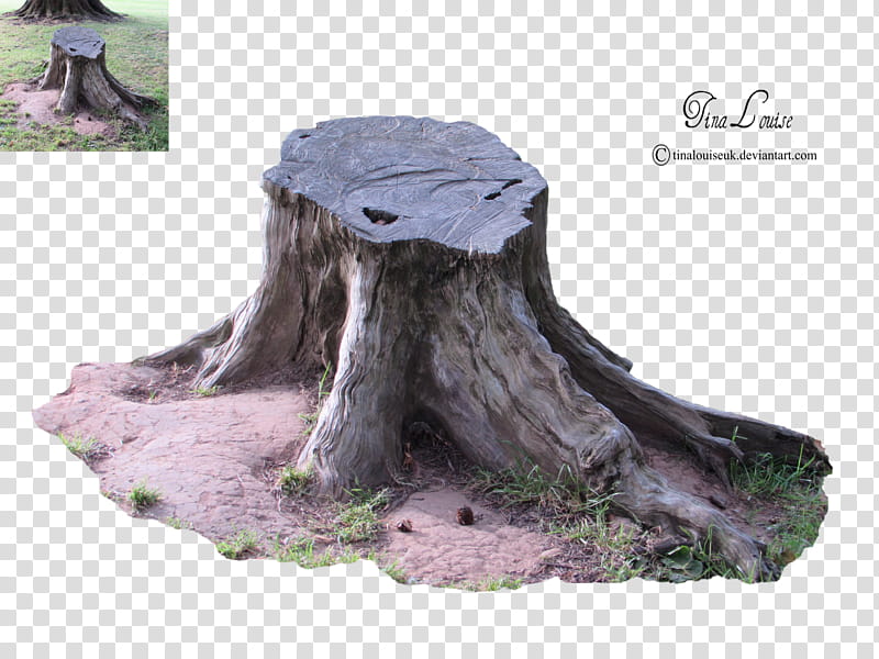 Tree trunk, gray wood stomp transparent background PNG clipart