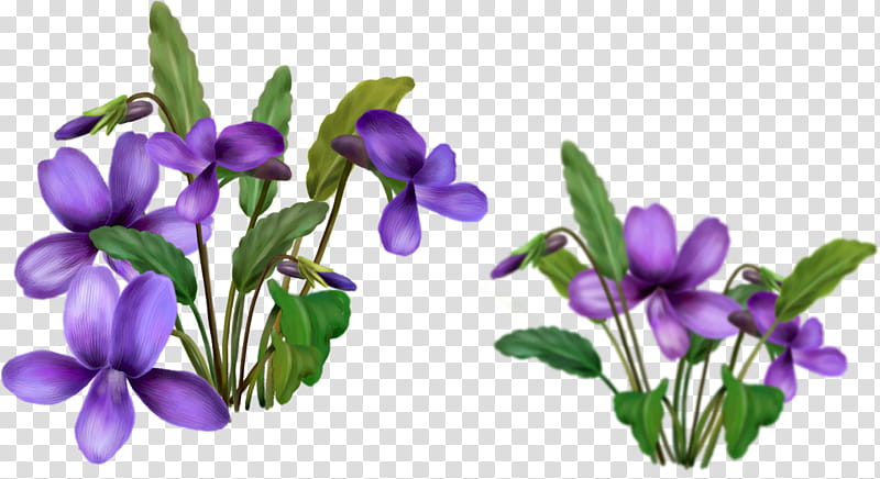 Drawing Of Family, Flower, Violet, Vase, Email, Plant, Purple, Violet Family transparent background PNG clipart