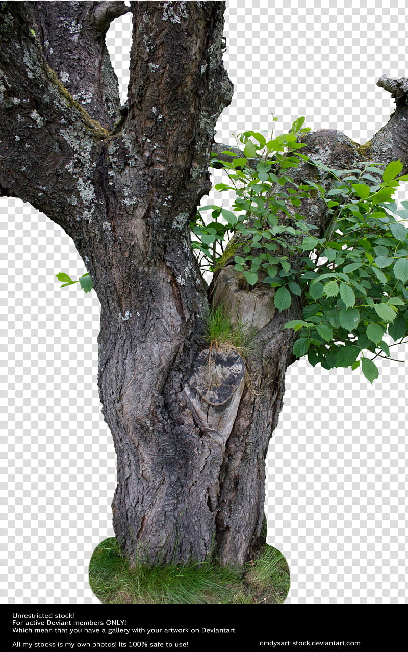 Old tree, green-leafed tree transparent background PNG clipart
