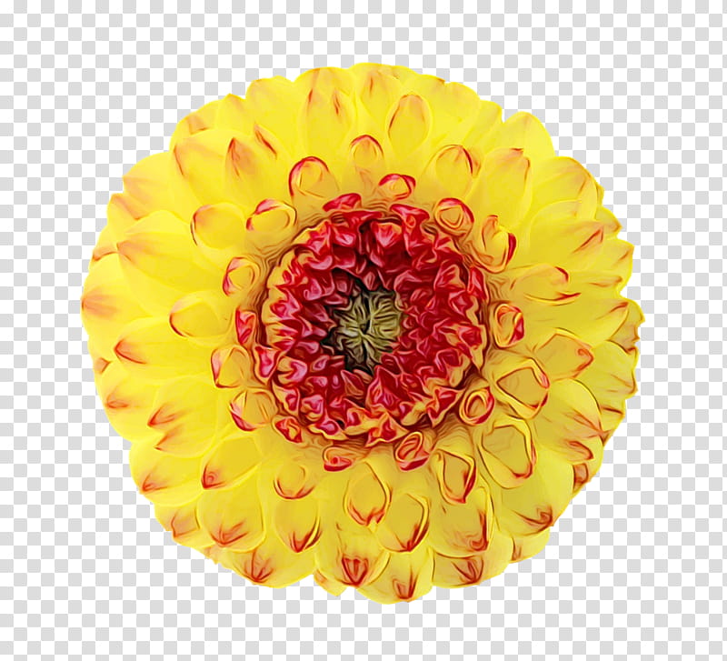 Flowers, Yellow, Dahlia, Red, Blossom, Orange, Gerbera, Petal transparent background PNG clipart