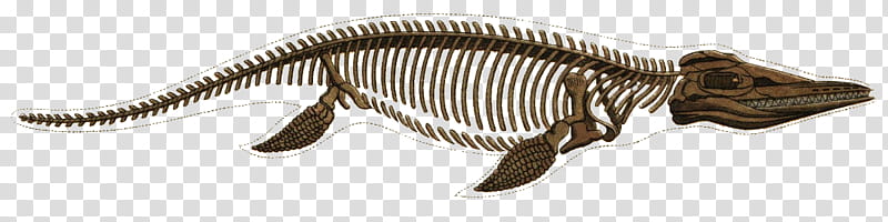 Paleontology s, brown alligator gar skeleton transparent background PNG clipart